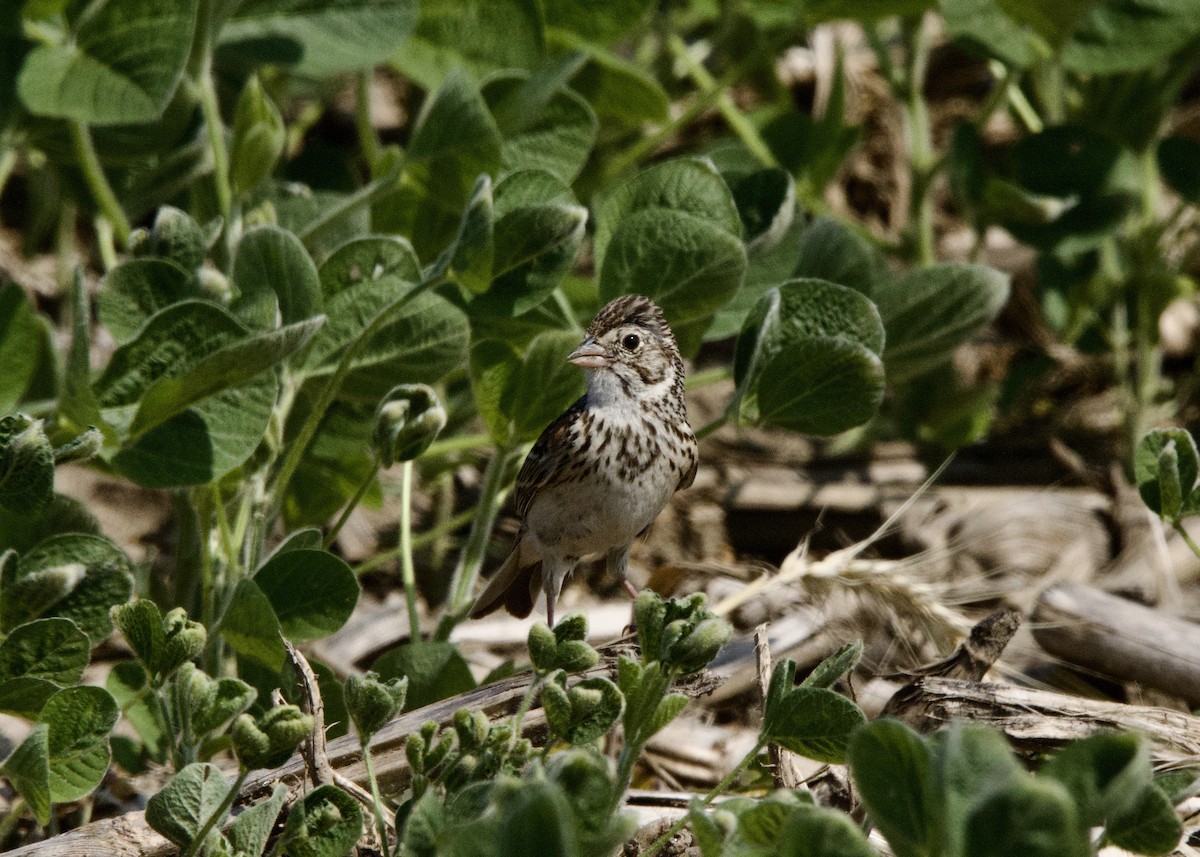 Vesper Sparrow - ML638445244