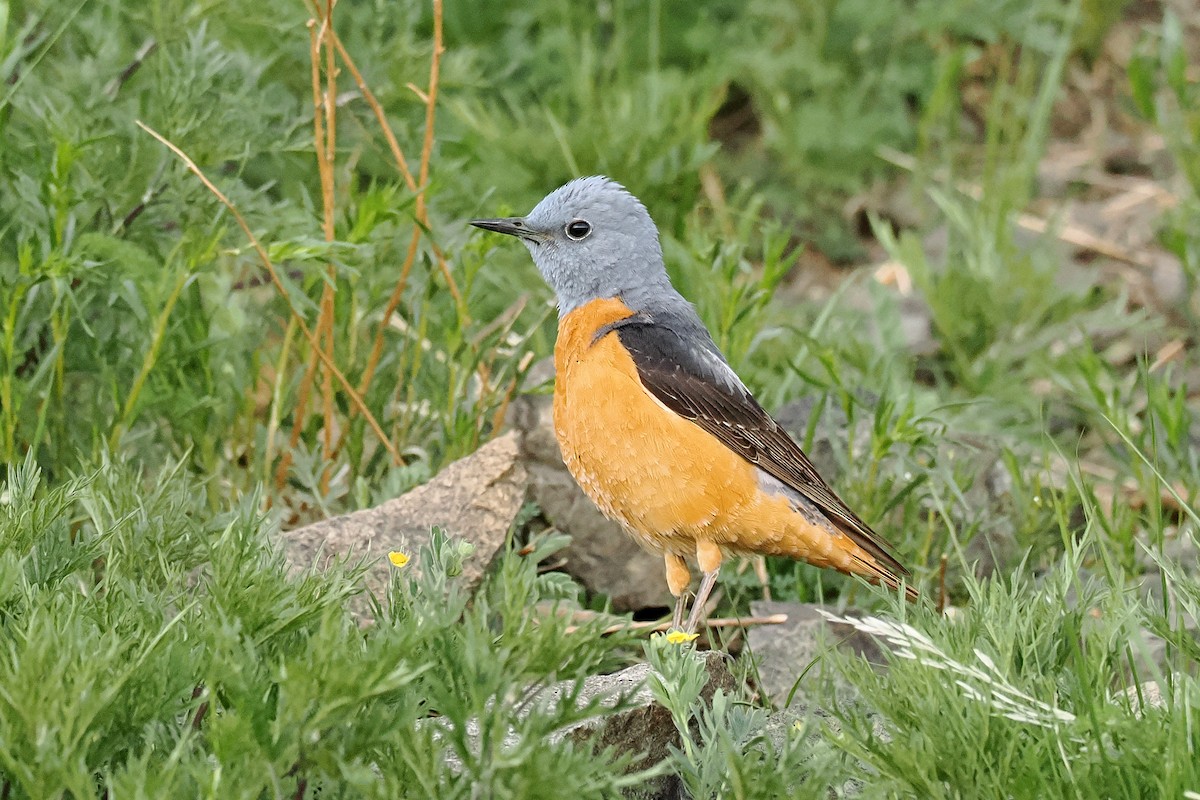 Rufous-tailed Rock-Thrush - ML638445254