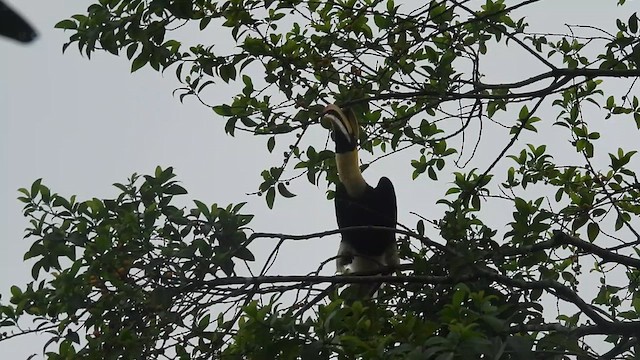 Great Hornbill - ML638445298