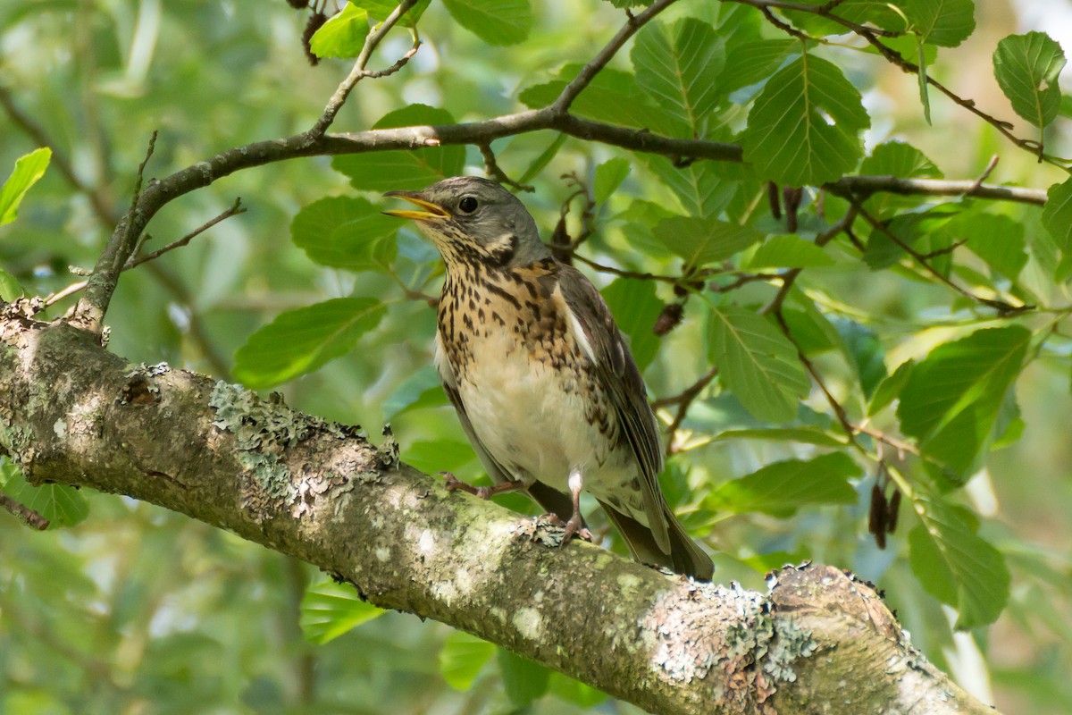 Fieldfare - ML638445311