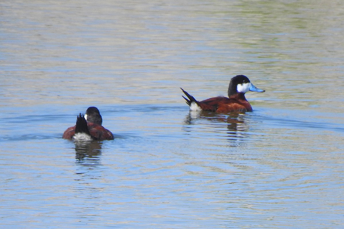 Ruddy Duck - ML638445344