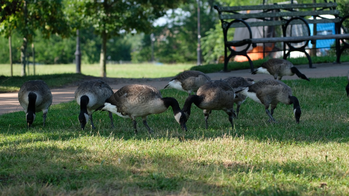 Canada Goose - ML638445354