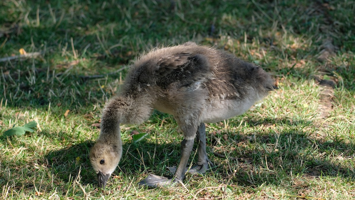 Canada Goose - ML638445359