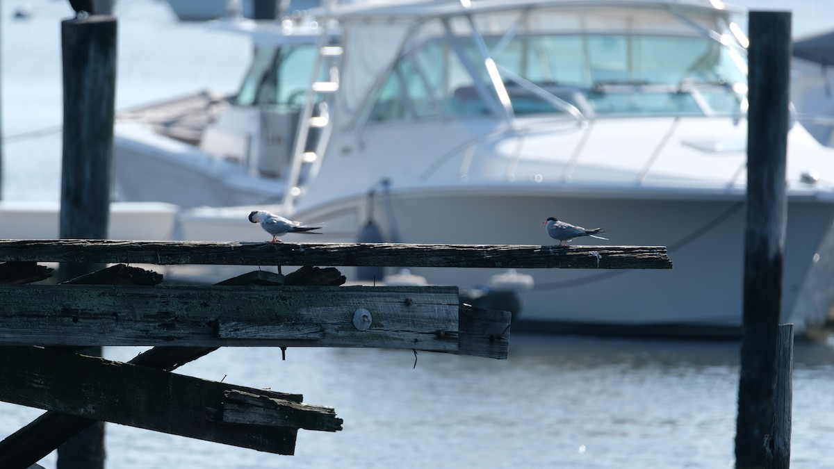 Common Tern - ML638445361