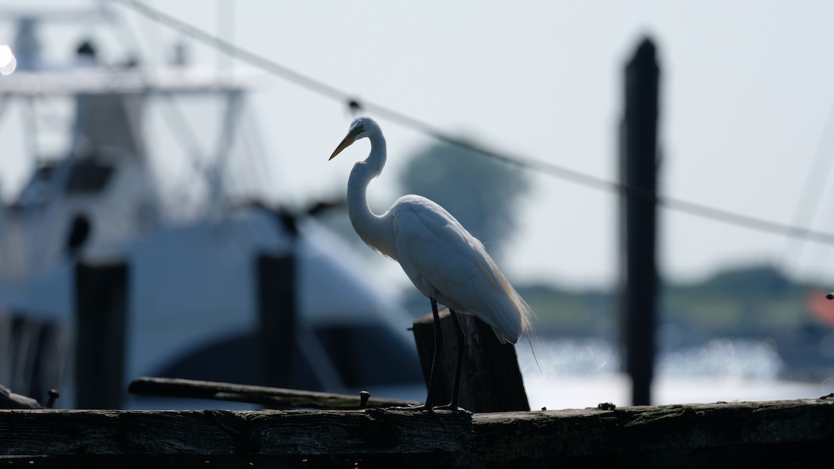 Great Egret - ML638445364