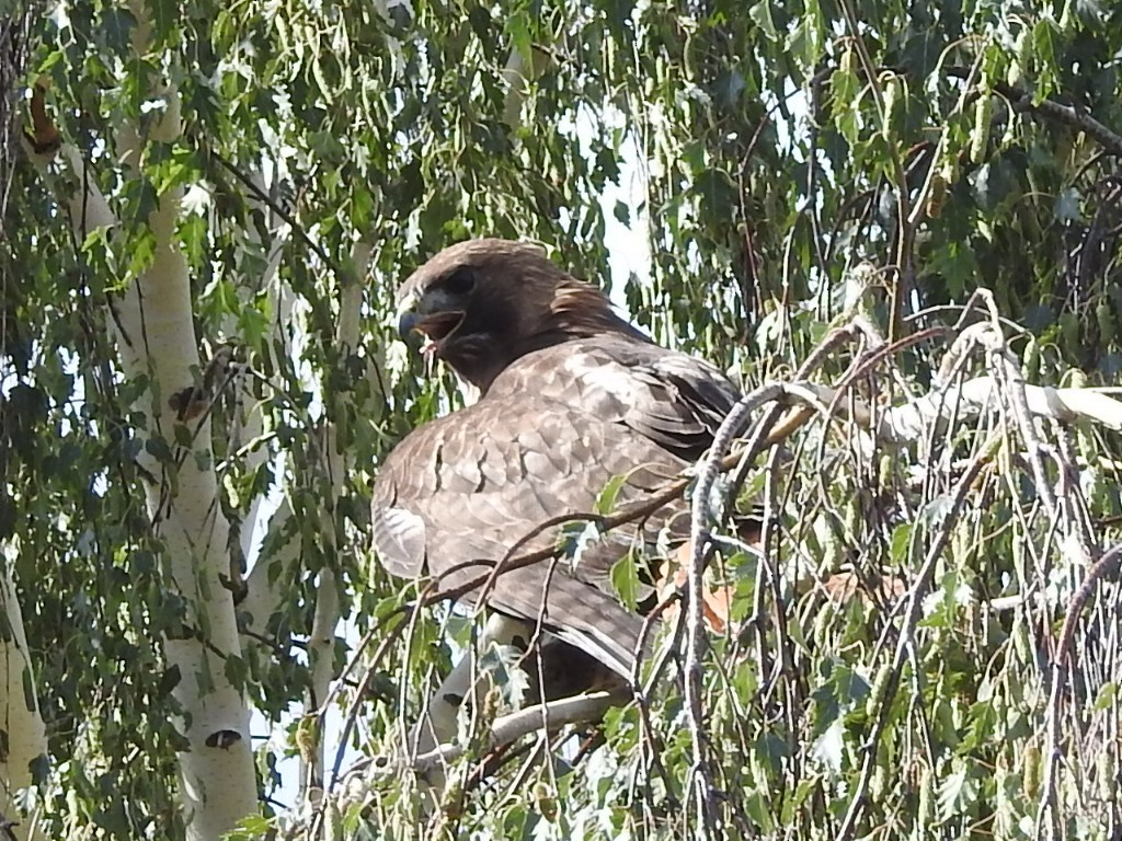 Red-tailed Hawk - ML638445383