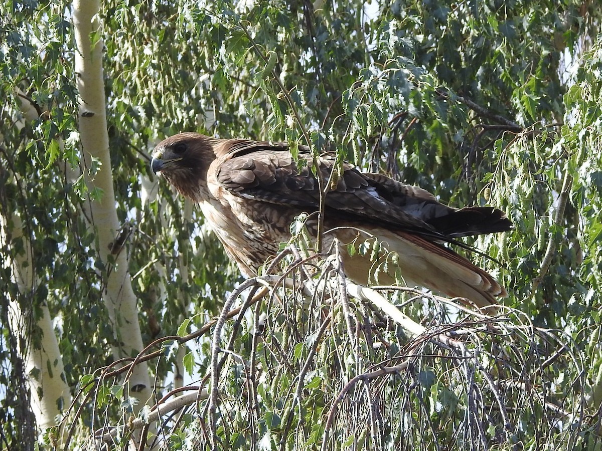 Red-tailed Hawk - ML638445384
