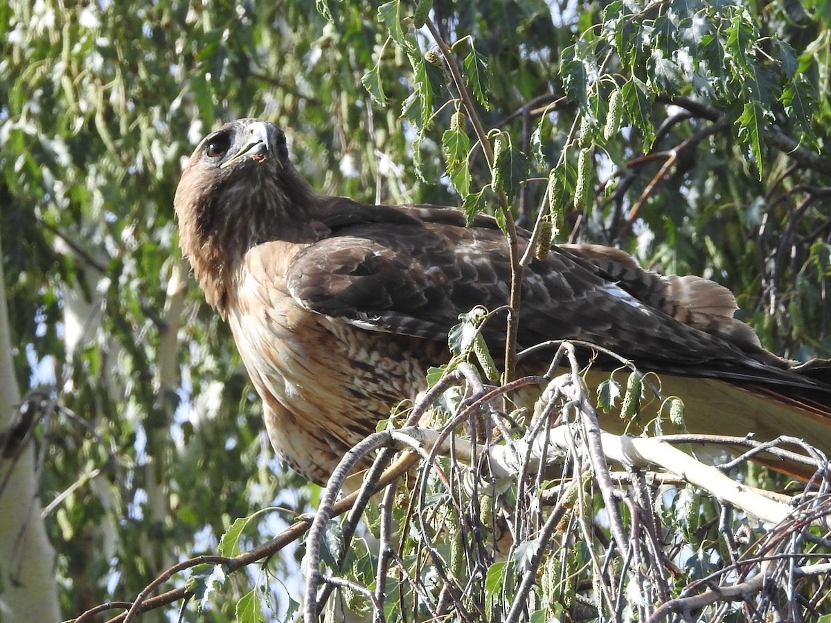Red-tailed Hawk - ML638445385