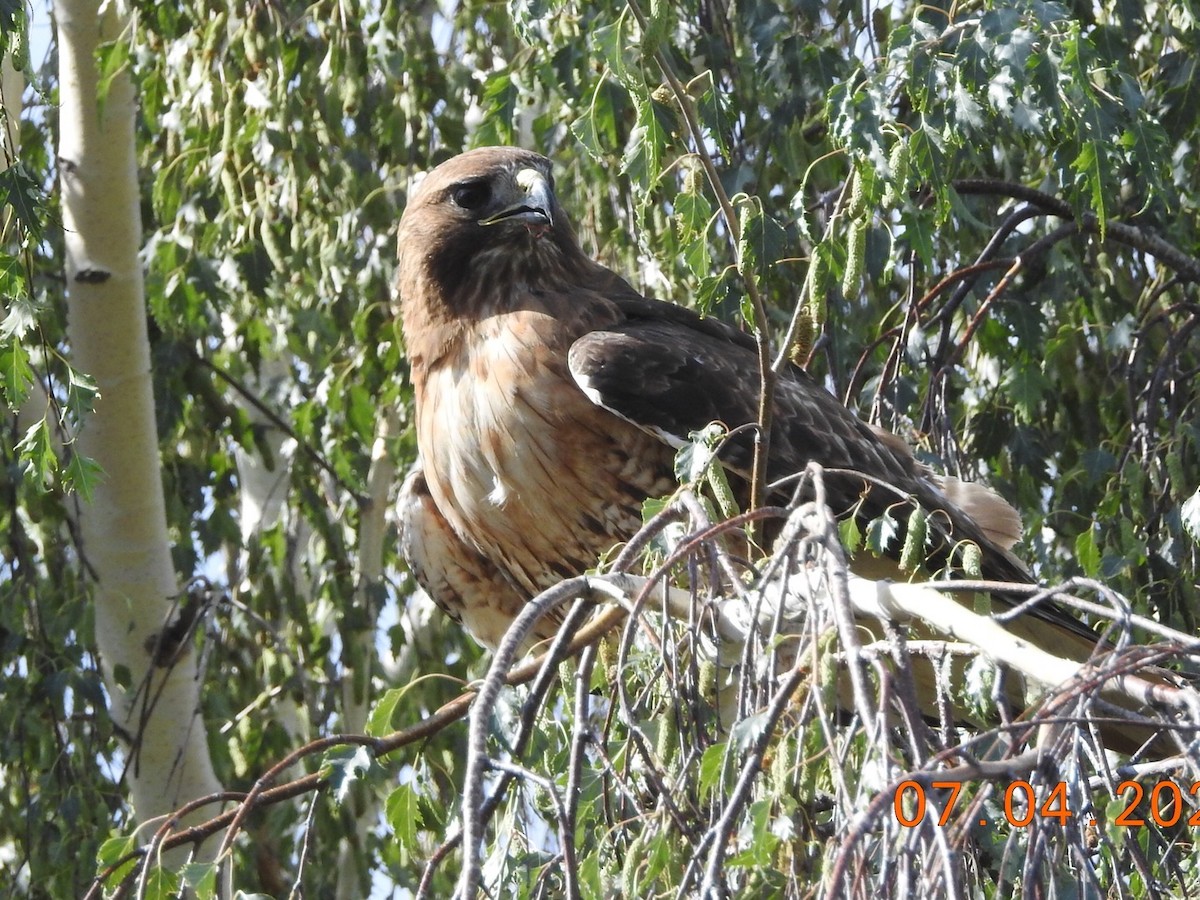 Red-tailed Hawk - ML638445386