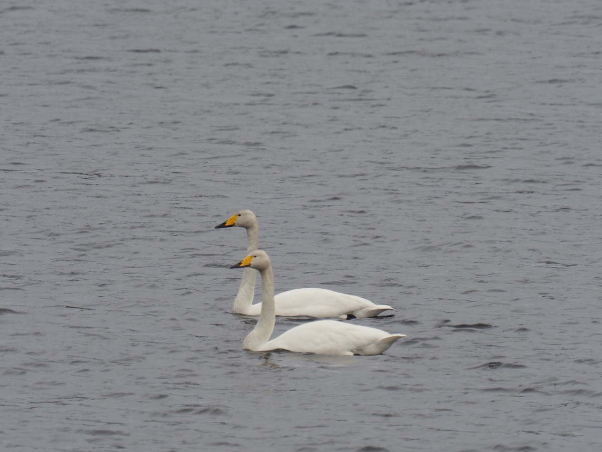 Whooper Swan - ML638445390