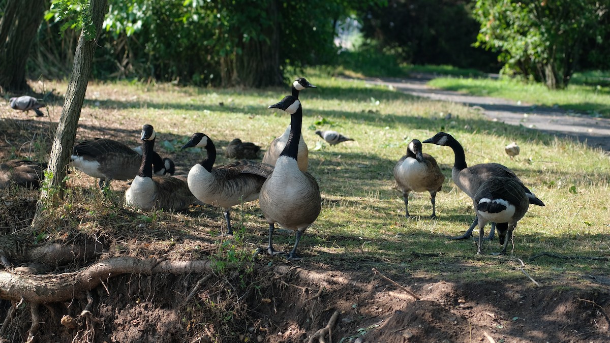 Canada Goose - ML638445391