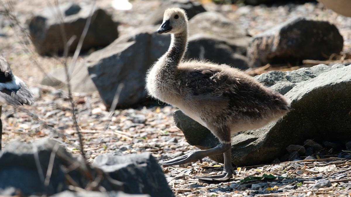 Canada Goose - ML638445406