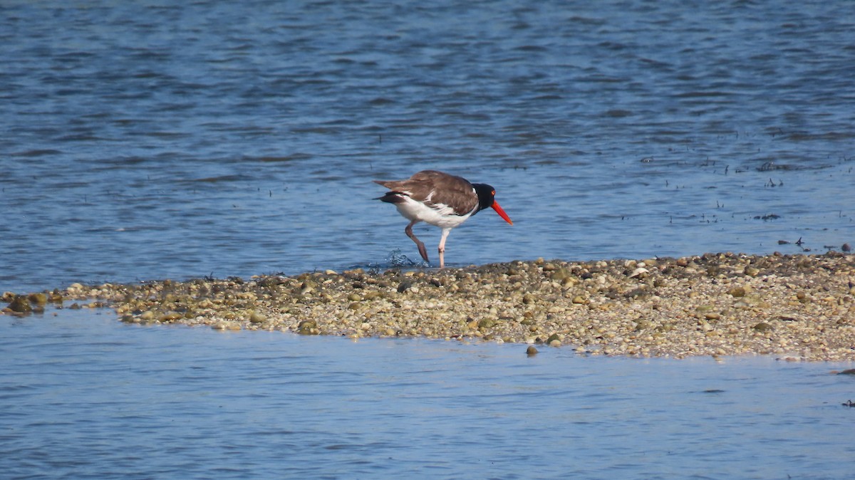 American Oystercatcher - ML638445409