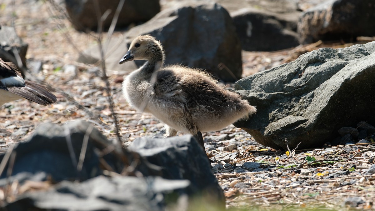 Canada Goose - ML638445417