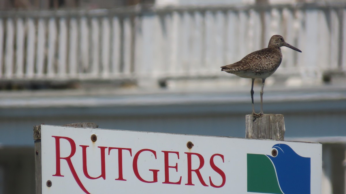 Willet - ML638445452