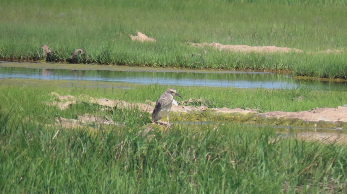 Black-crowned Night Heron - ML638445461