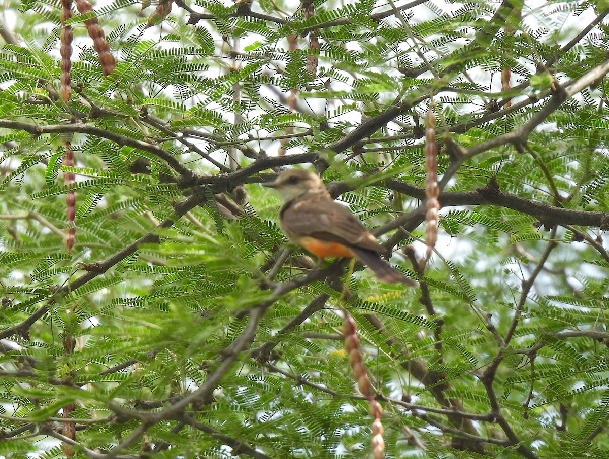 Vermilion Flycatcher - ML638445480