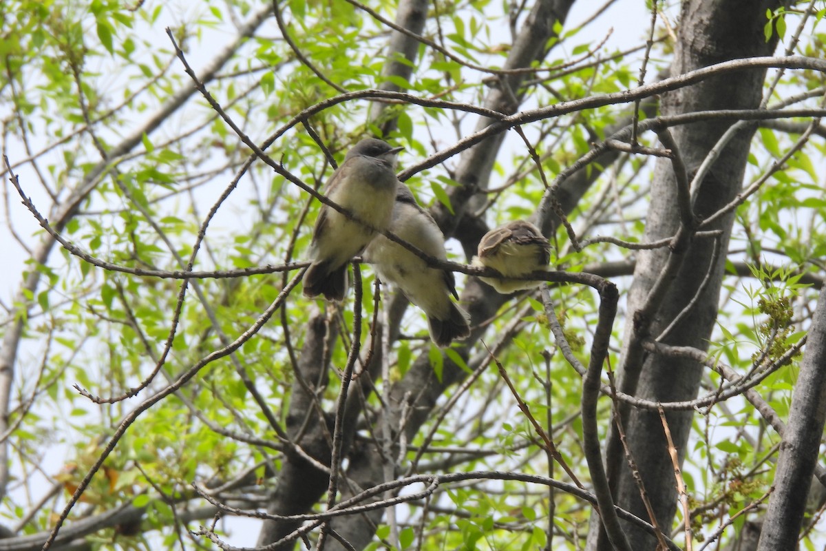 Cassin's Kingbird - ML638445501