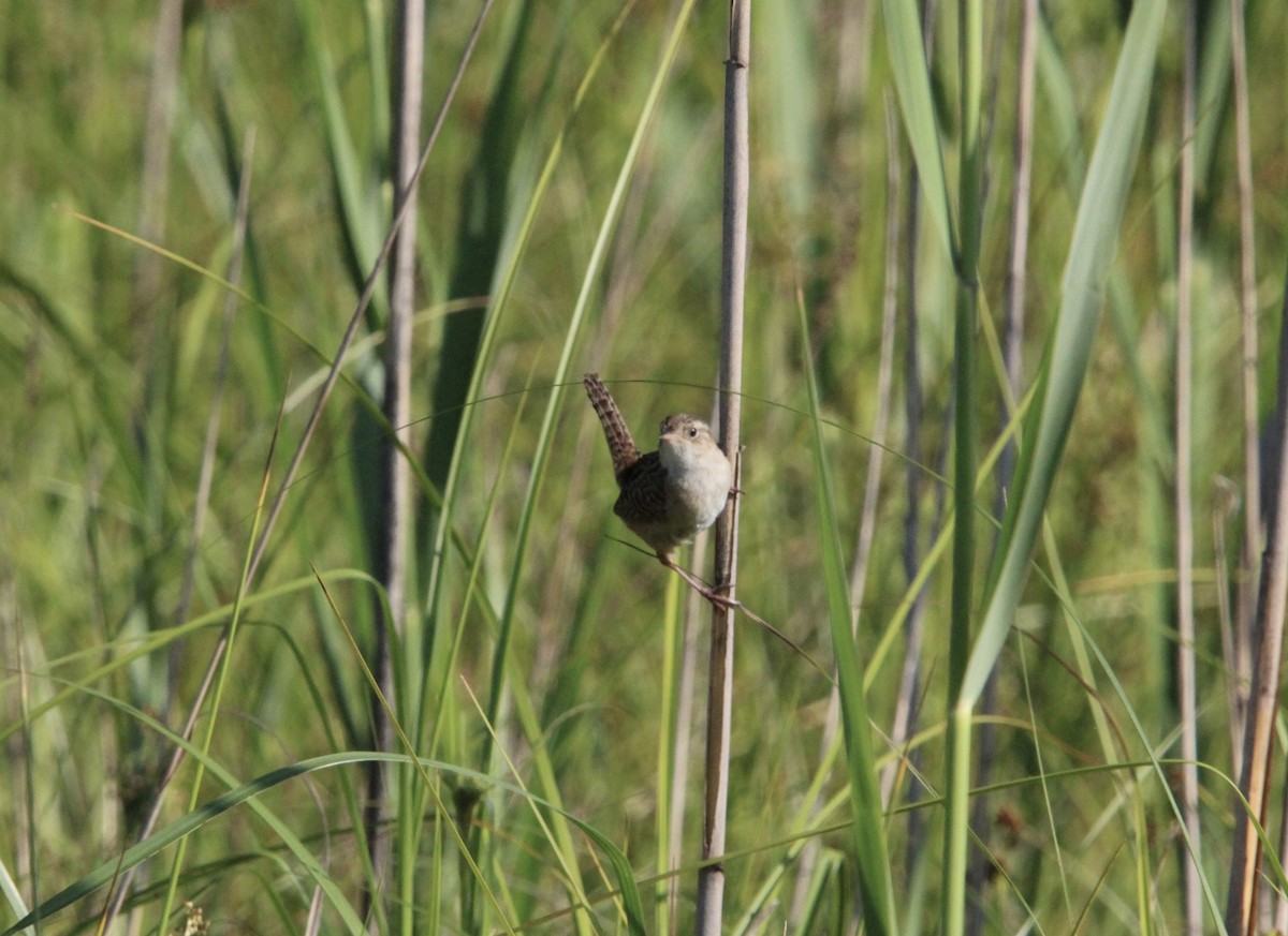 Sedge Wren - ML638445522