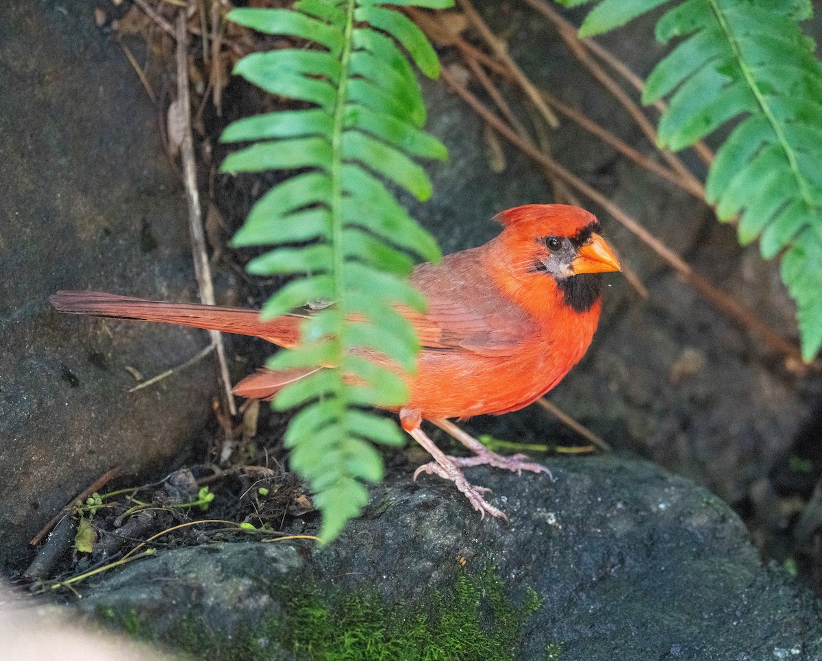 Northern Cardinal - ML638445538
