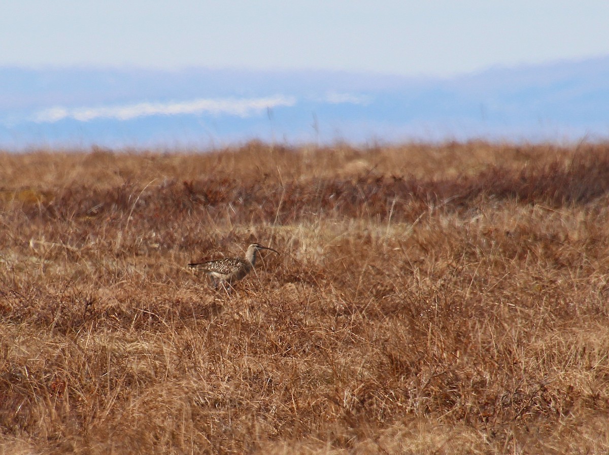 Bristle-thighed Curlew - ML638445545