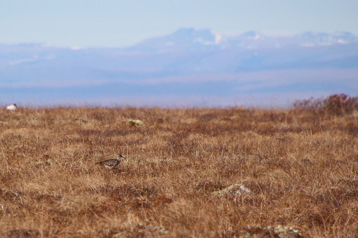 Bristle-thighed Curlew - ML638445546