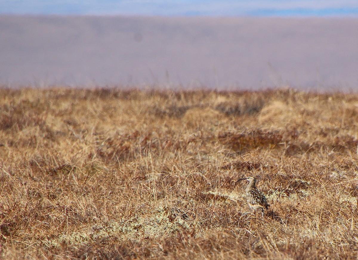 Bristle-thighed Curlew - ML638445547