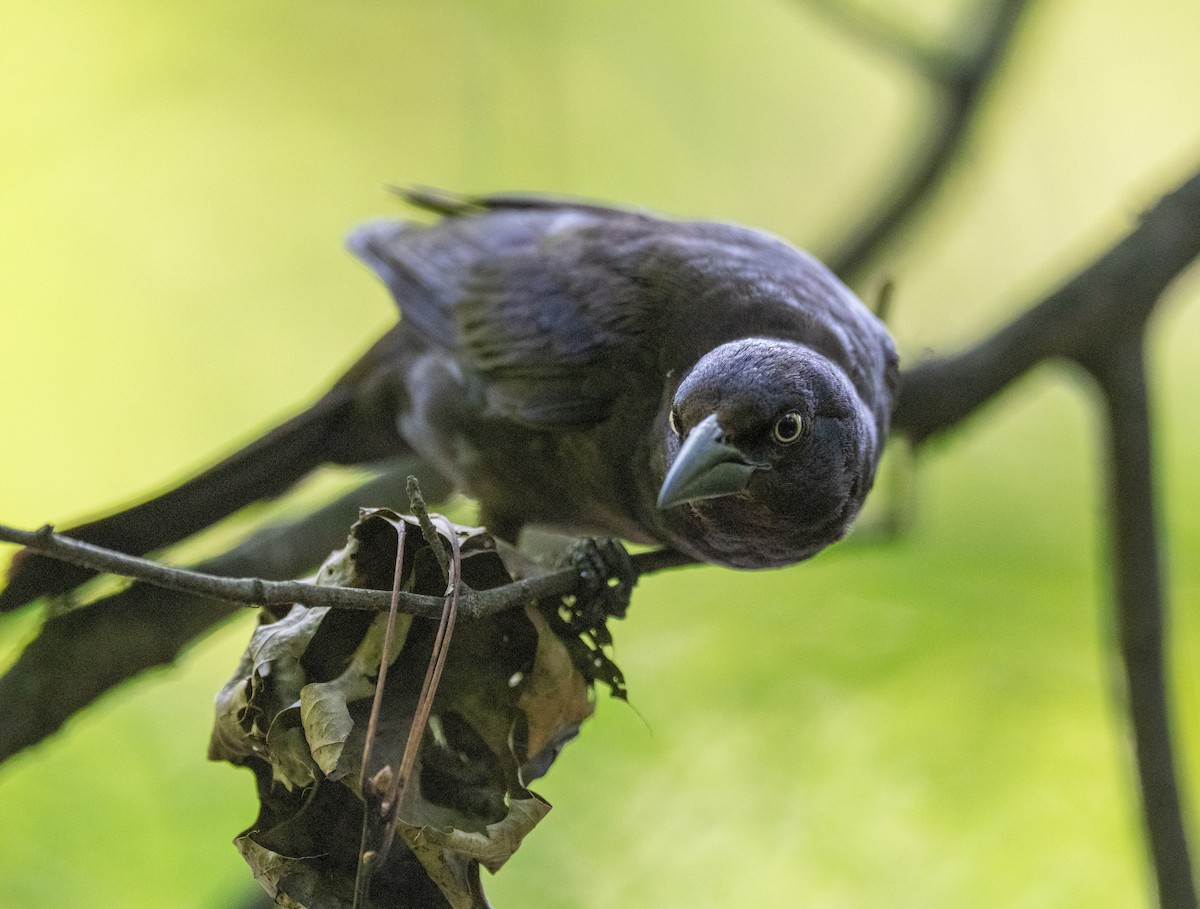 Common Grackle - ML638445552
