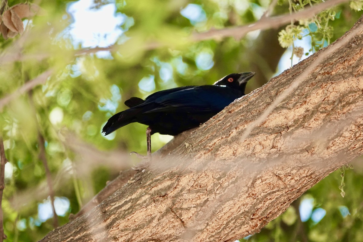 Bronzed Cowbird - ML638445553