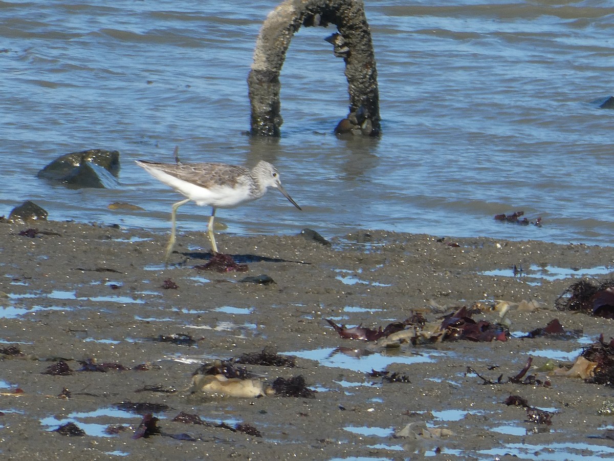 Common Greenshank - ML638445559