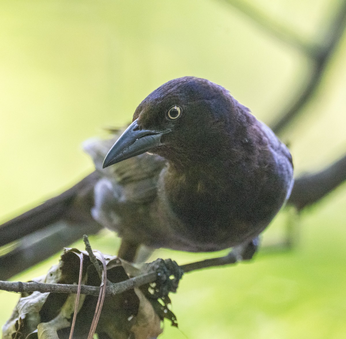Common Grackle - ML638445560