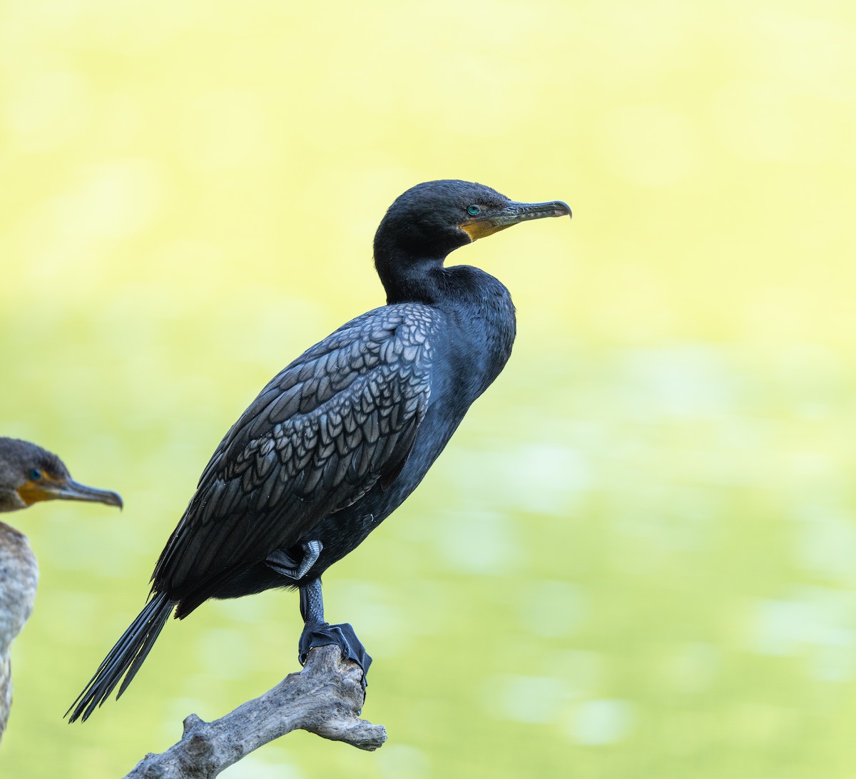 Double-crested Cormorant - ML638445567