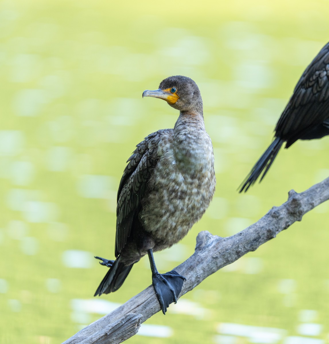 Double-crested Cormorant - ML638445574