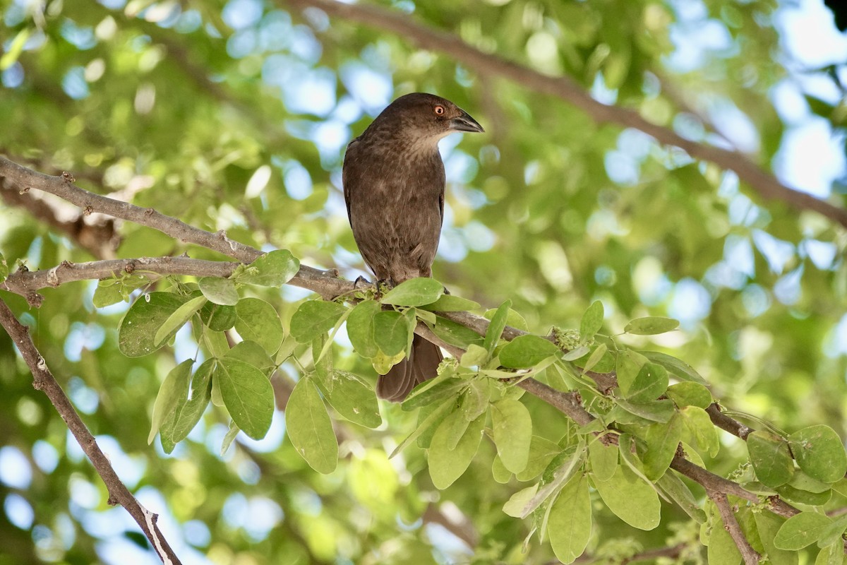 Bronzed Cowbird - ML638445578