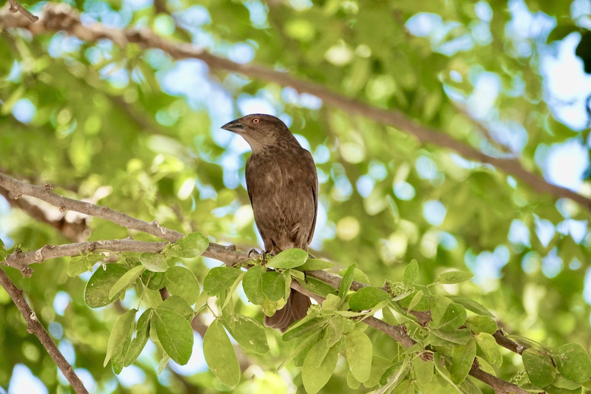 Bronzed Cowbird - ML638445579