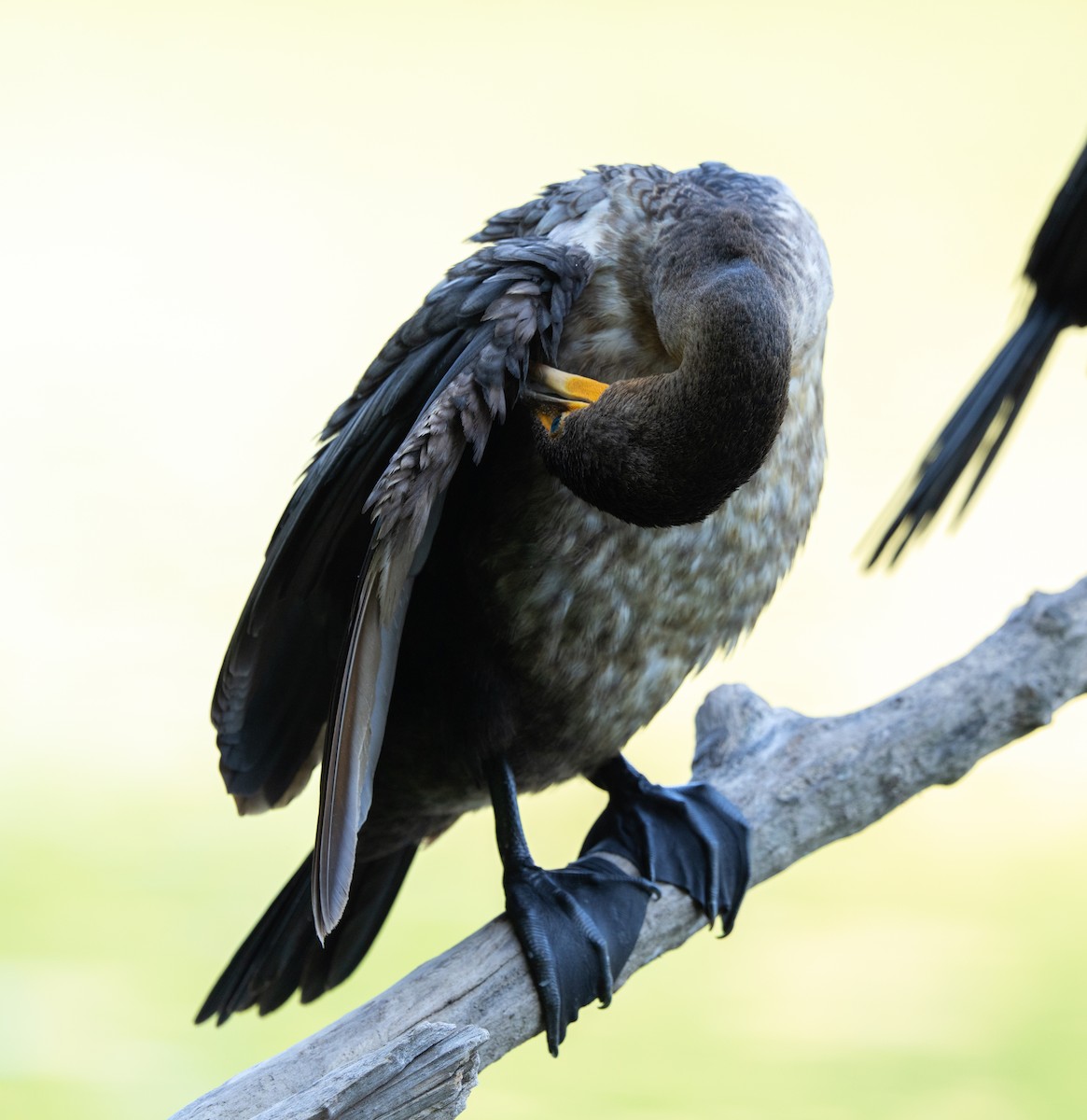 Double-crested Cormorant - ML638445581