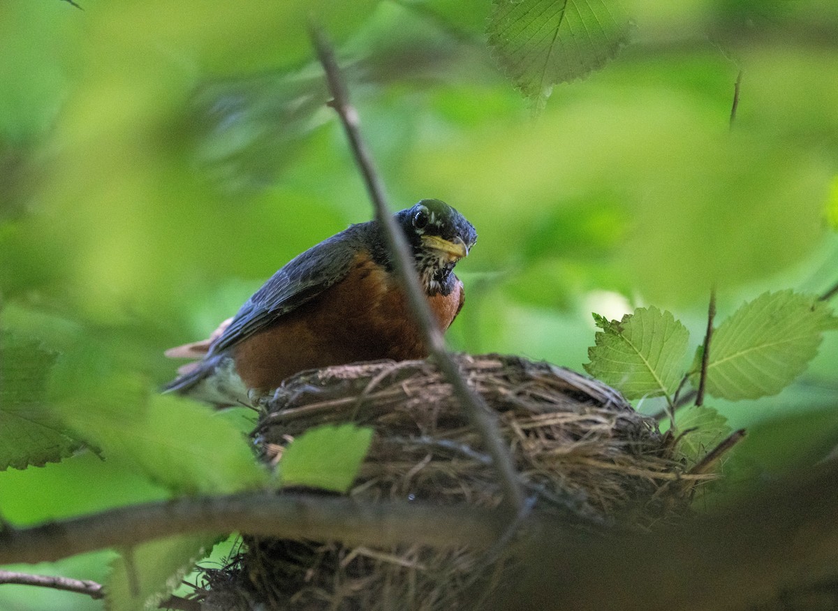 American Robin - ML638445585
