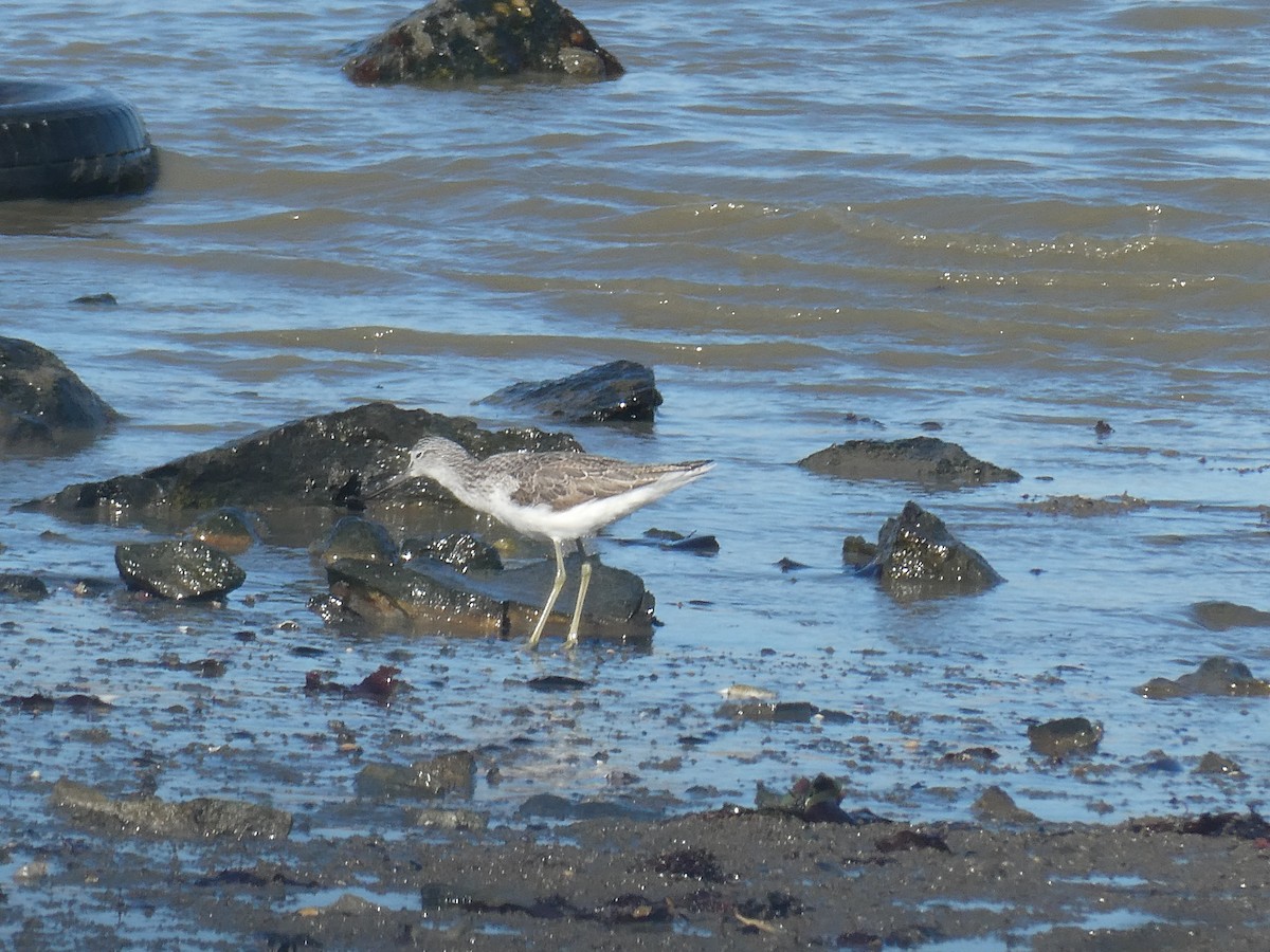 Common Greenshank - ML638445603