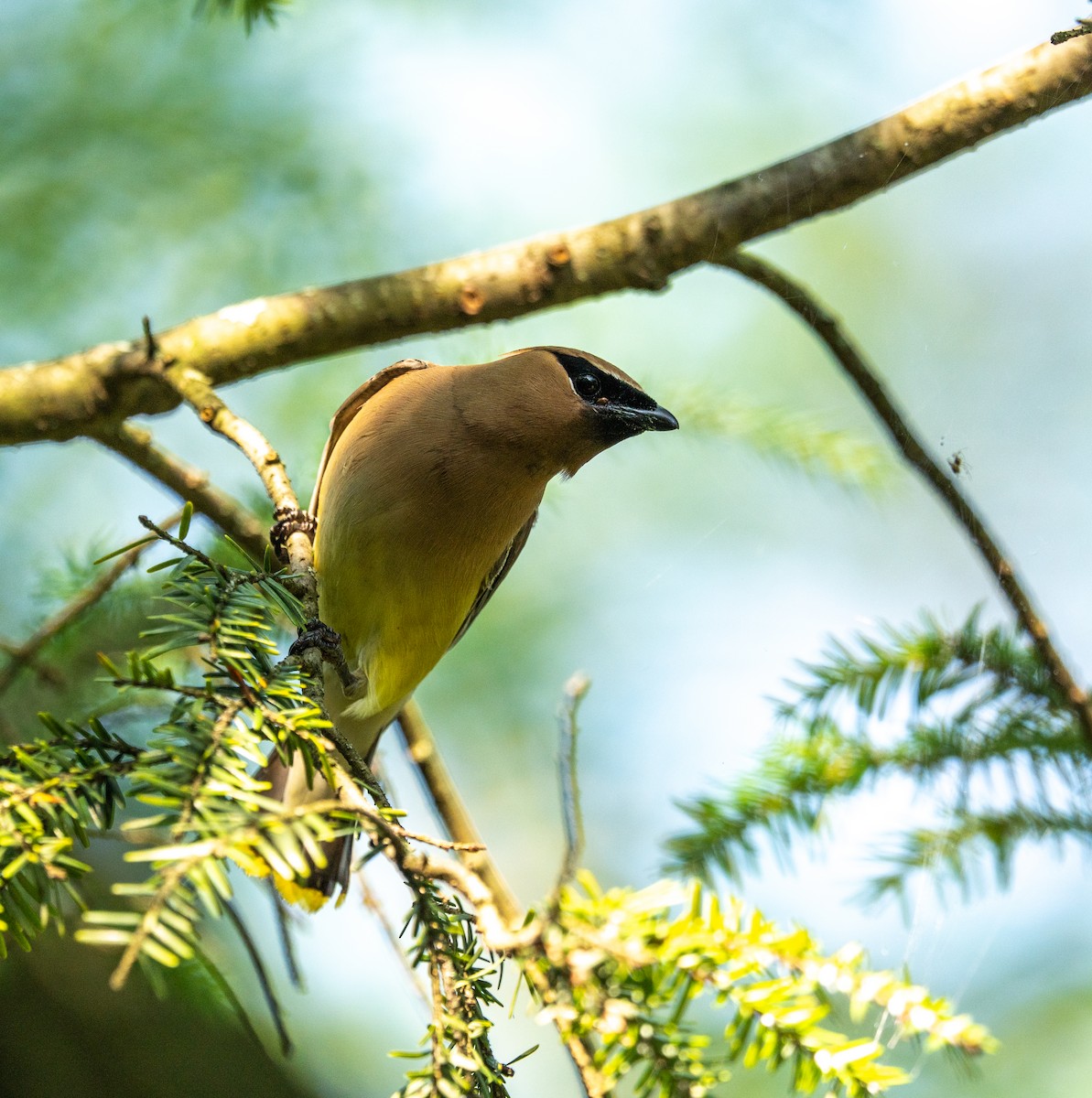 Cedar Waxwing - ML638445611