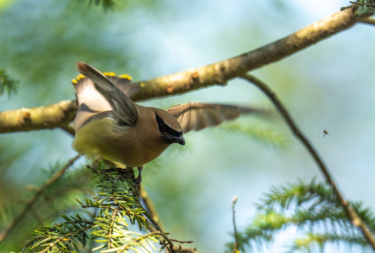 Cedar Waxwing - ML638445612