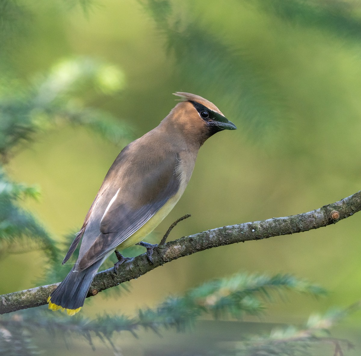 Cedar Waxwing - ML638445620