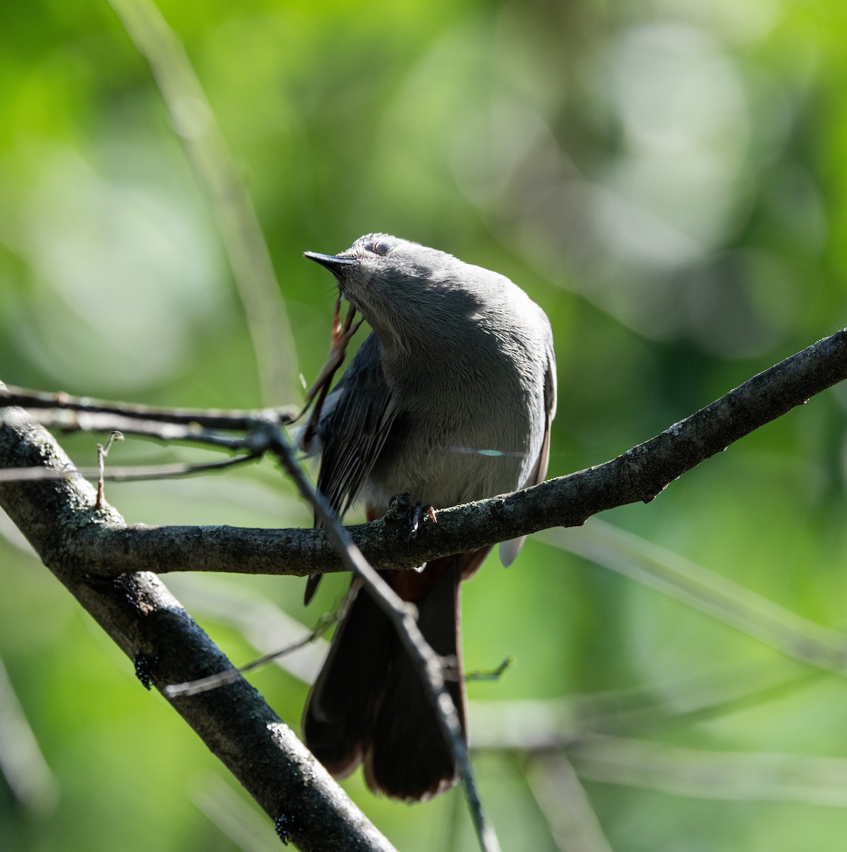 Gray Catbird - ML638445623