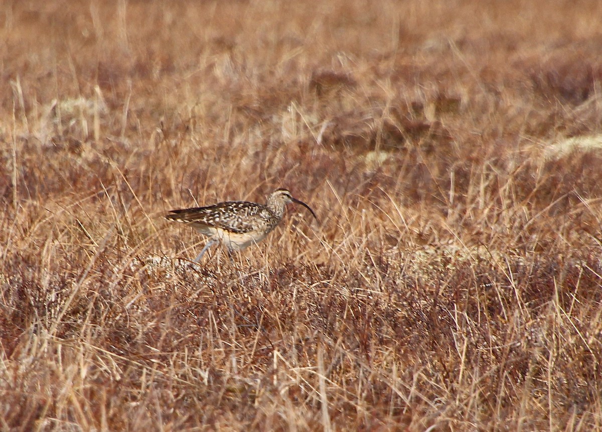 Bristle-thighed Curlew - ML638445625