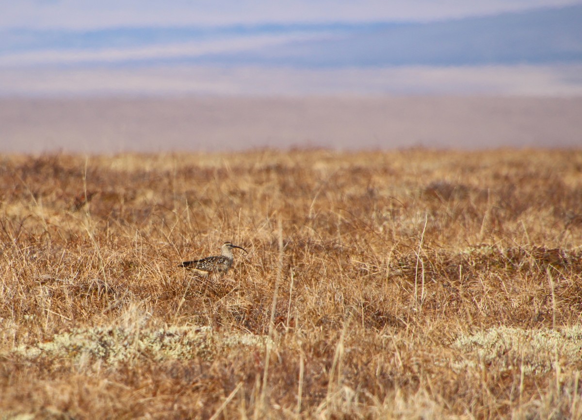 Bristle-thighed Curlew - ML638445626