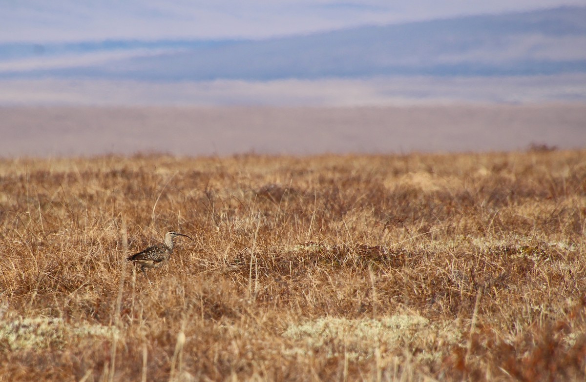 Bristle-thighed Curlew - ML638445627