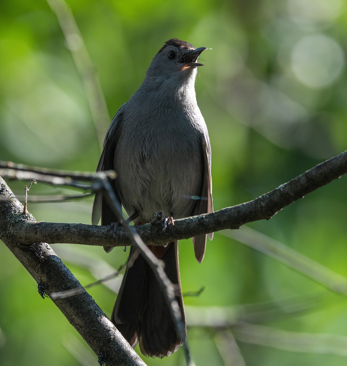 Gray Catbird - ML638445629