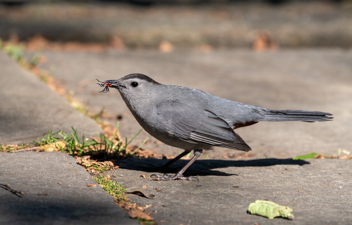 Gray Catbird - ML638445639