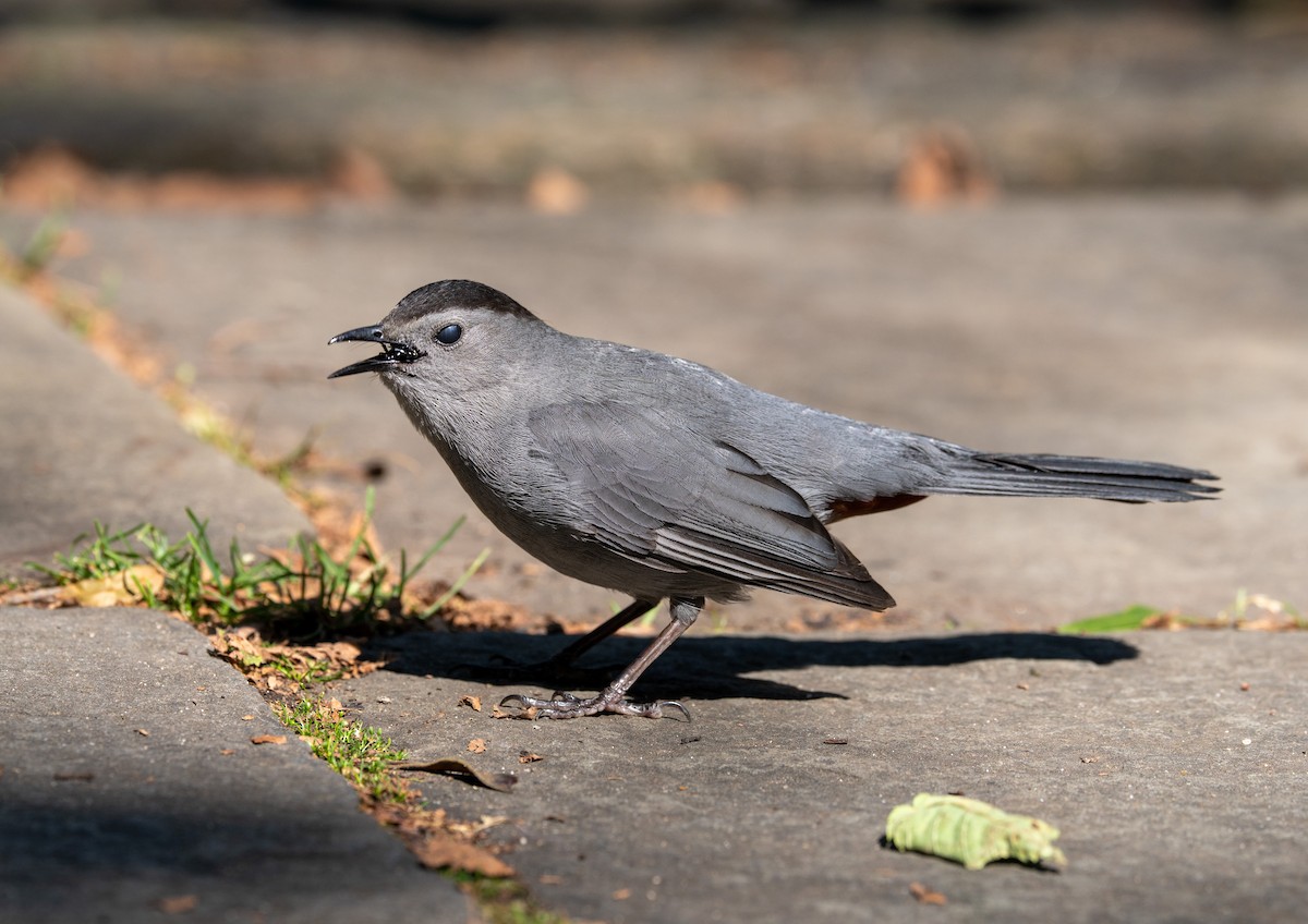Gray Catbird - ML638445646