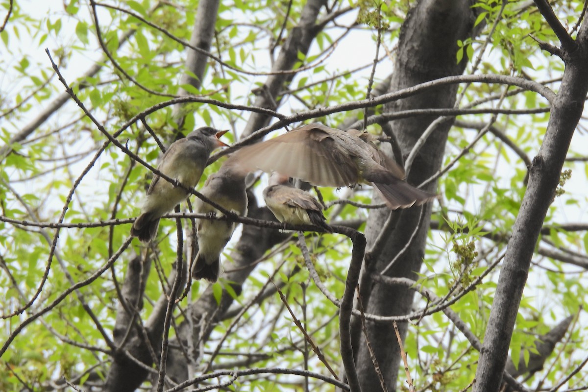 Cassin's Kingbird - ML638445650
