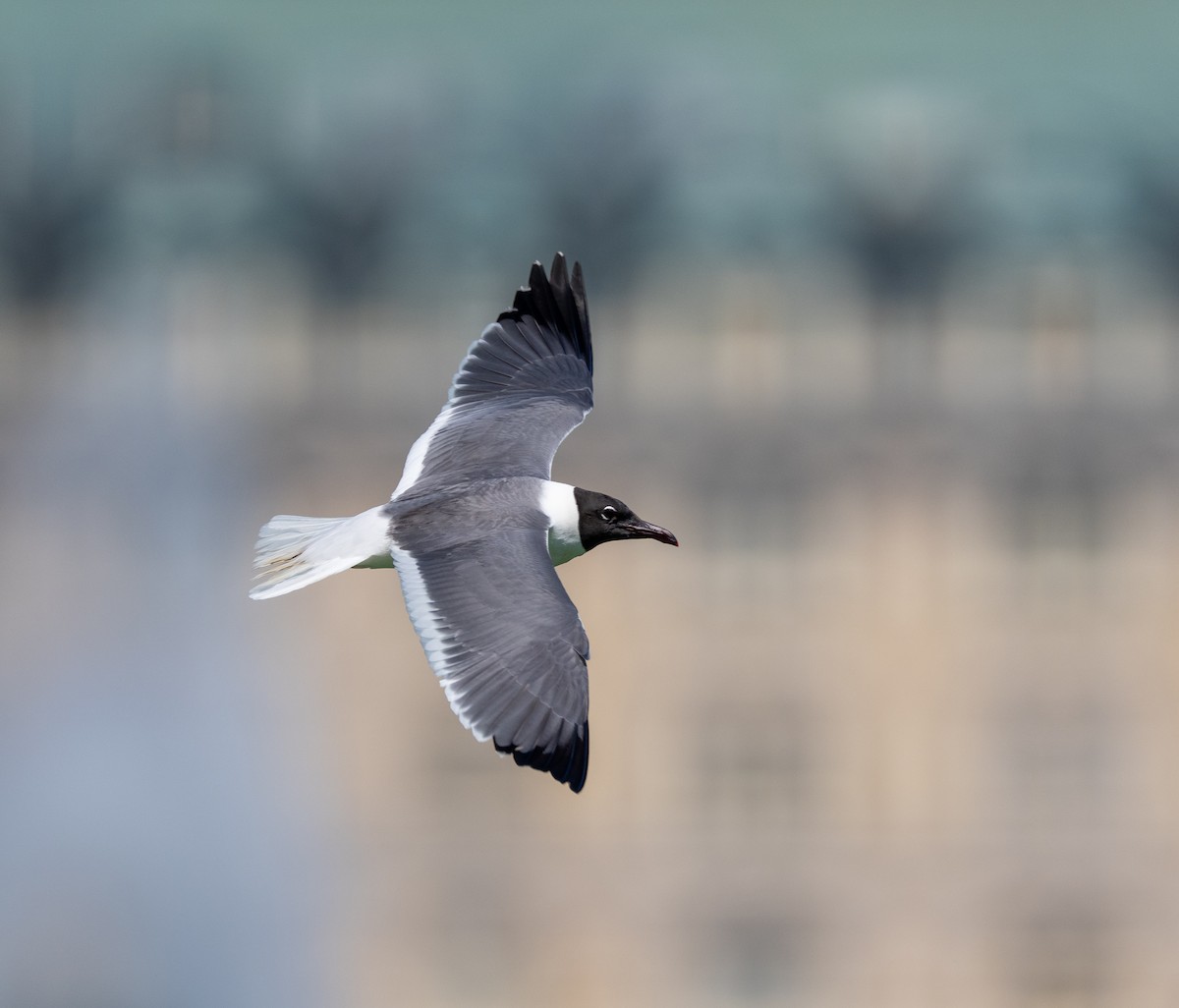 Laughing Gull - ML638445651